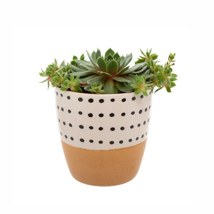 Vases + Ceramics - Doodle Pot - FULLHOUSE Modern